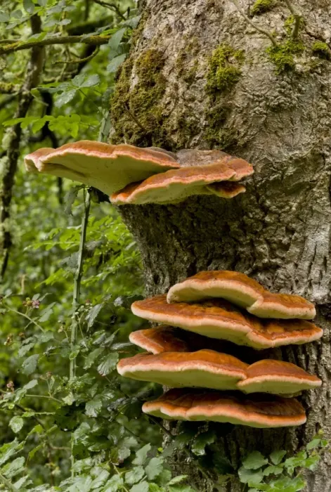 Framed Print : Southern Bracket (Ganoderma adspersum) fruiting bodies, growing on ash tree trunk, France, August Framed Print : Southern Bracket (Ganoderma adspersum) fruiting bodies, growing on ash tree trunk, France, August