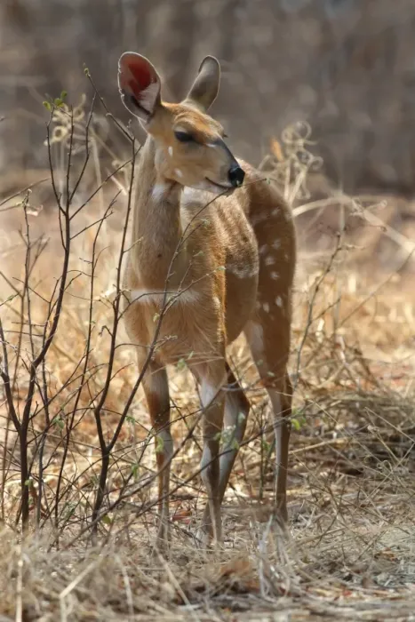 Framed Print : Southern Bushbuck (Tragelaphus scriptus sylvaticus) adult female, feeding on newly emerged leaves on bush, Chobe N. P. Botswana Framed Print : Southern Bushbuck (Tragelaphus scriptus sylvaticus) adult female, feeding on newly emerged leaves on bush, Chobe N. P. Botswana