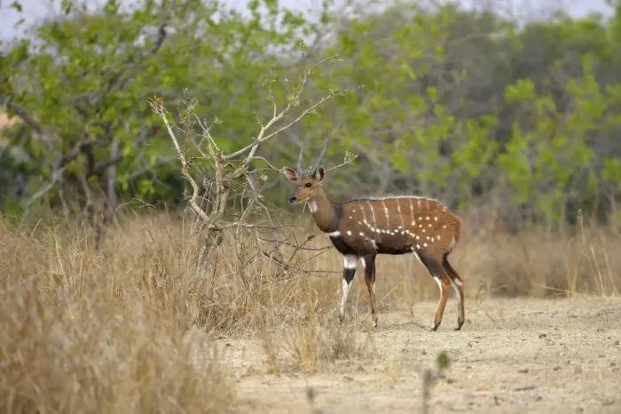 Framed Print : Southern Bushbuck (Tragelaphus scriptus sylvaticus) adult male, standing at edge of woodland, Kafue N. P Framed Print : Southern Bushbuck (Tragelaphus scriptus sylvaticus) adult male, standing at edge of woodland, Kafue N. P