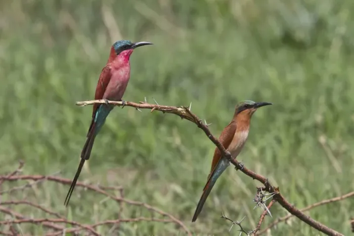 Framed Print : Southern Carmine Bee-eater, adult and immature near Savuti Botswana