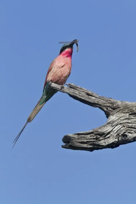 Framed Print : Southern Carmine Bee-eater, with insect near Kwara Botswana