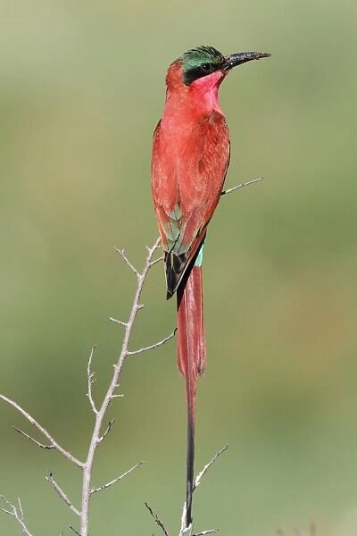 Southern Carmine Bee-eater (Merops nubicoides) adult, perched on twig at breeding colony, Okavango Delta, Botswana
