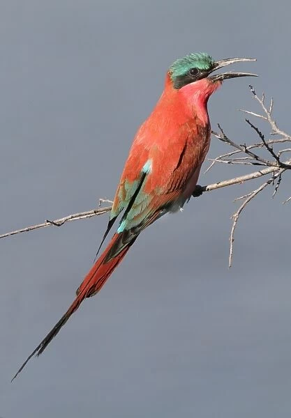 Southern Carmine Bee-eater (Merops nubicoides) adult, with beak open, perched on twig at breeding colony, Okavango Delta, Botswana