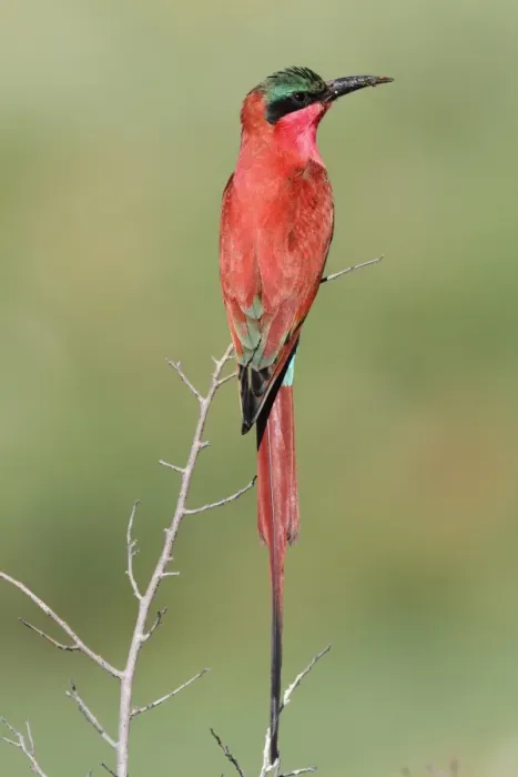 Framed Print : Southern Carmine Bee-eater (Merops nubicoides) adult, perched on twig at breeding colony, Okavango Delta, Botswana