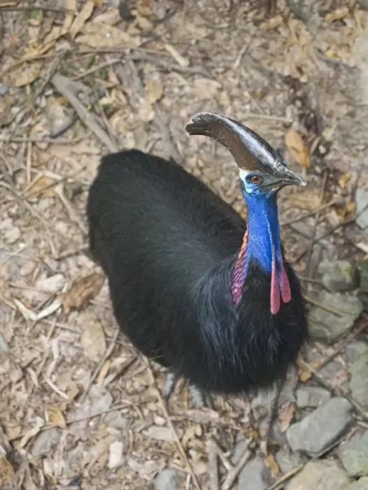 Framed Print : Southern Cassowary (Casuarius casuarius) adult, standing in rainforest, Cassowary House, Atherton Tableland, Queensland, Australia