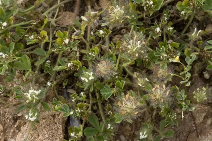 Framed Print : Southern Clover (Trifolium cherleri) flowering, growing on sand dunes, Sardinia, Italy, April Framed Print : Southern Clover (Trifolium cherleri) flowering, growing on sand dunes, Sardinia, Italy, April