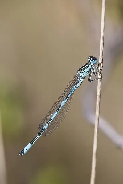 Southern Damselfly (Coenagrion mercuriale) adult male, resting on stem, New Forest N. P. Hampshire, England, May