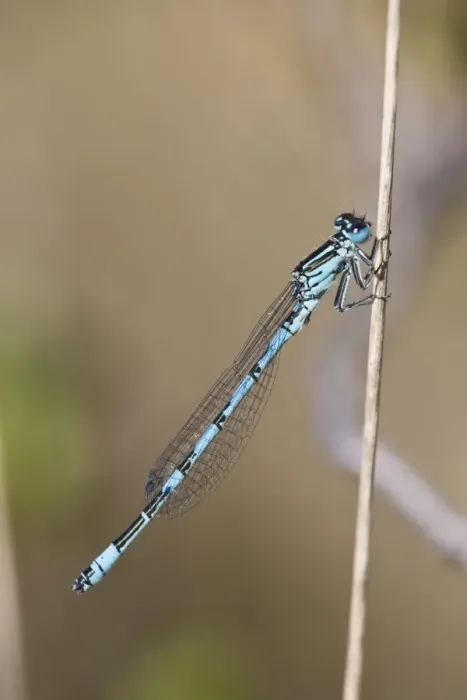 Framed Print : Southern Damselfly (Coenagrion mercuriale) adult male, resting on stem, New Forest N. P. Hampshire, England, May Framed Print : Southern Damselfly (Coenagrion mercuriale) adult male, resting on stem, New Forest N. P. Hampshire, England, May
