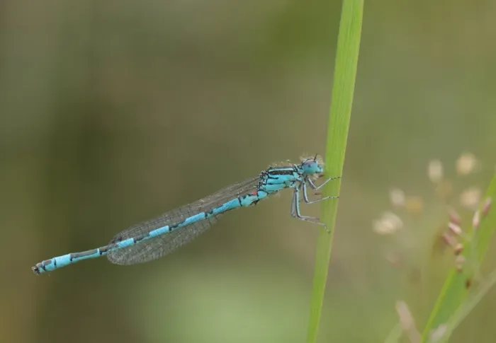 Framed Print : Southern Damselfly (Coenagrion mercuriale) adult male, resting on leaf, Corfe Common, Dorset, England, July Framed Print : Southern Damselfly (Coenagrion mercuriale) adult male, resting on leaf, Corfe Common, Dorset, England, July