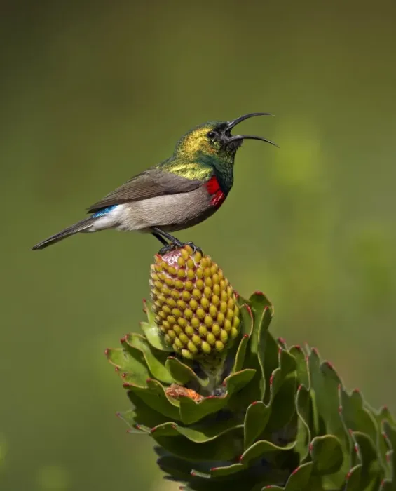 Framed Print : Southern Double-collared Sunbird (Cinnyris chalybeus) adult male, calling, perched on protea flower, near Cape Town, Western Cape, South Africa Framed Print : Southern Double-collared Sunbird (Cinnyris chalybeus) adult male, calling, perched on protea flower, near Cape Town, Western Cape, South Africa