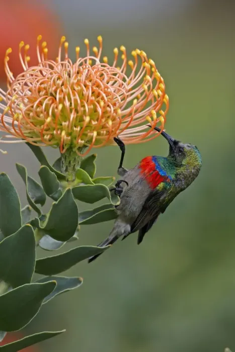 Framed Print : Southern Double-collared Sunbird (Cinnyris chalybeus) adult male, feeding on protea flower, near Cape Town, Western Cape, South Africa