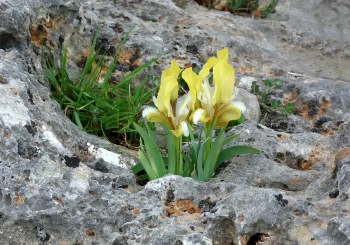 Framed Print : Southern Dwarf Iris (Iris pseudopumila) yellow form, flowering, growing in limestone crevices, Southern Greece, april Framed Print : Southern Dwarf Iris (Iris pseudopumila) yellow form, flowering, growing in limestone crevices, Southern Greece, april