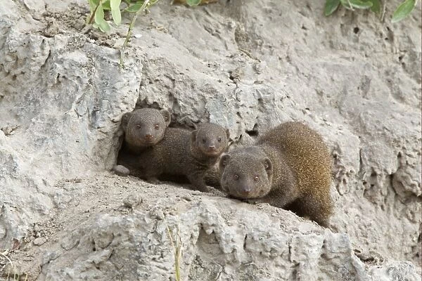 Southern Dwarf Mongoose (Helogale parvula) adults with young, at den entrance in termite mound, Okavango Delta, Botswana