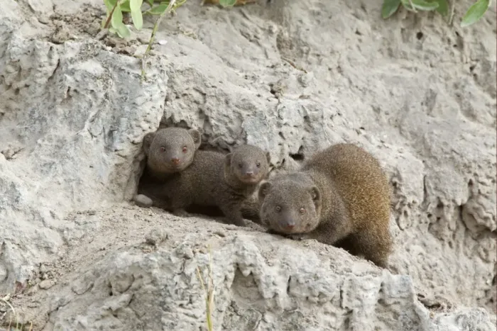 Framed Print : Southern Dwarf Mongoose (Helogale parvula) adults with young, at den entrance in termite mound, Okavango Delta, Botswana Framed Print : Southern Dwarf Mongoose (Helogale parvula) adults with young, at den entrance in termite mound, Okavango Delta, Botswana