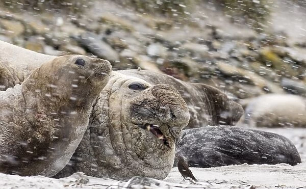 Southern Elephant-seal (Mirounga leonina) adult male and females, resting on beach during snowfall, with Tussac-bird (Cinclodes antarcticus) pecking at wound, Sea Lion Island, Falkland Islands, november