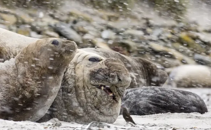 Framed Print : Southern Elephant-seal (Mirounga leonina) adult male and females, resting on beach during snowfall, with Tussac-bird (Cinclodes antarcticus) pecking at wound, Sea Lion Island, Falkland Islands, november Framed Print : Southern Elephant-seal (Mirounga leonina) adult male and females, resting on beach during snowfall, with Tussac-bird (Cinclodes antarcticus) pecking at wound, Sea Lion Island, Falkland Islands, november