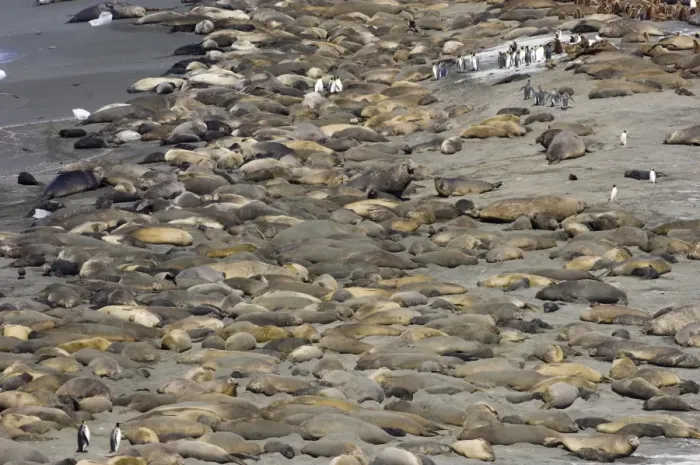Framed Print : Southern Elephant-seal (Mirounga leonina) and King Penguin (Aptenodytes patagonicus) colony on beach, Gold Harbour, South Georgia, november Framed Print : Southern Elephant-seal (Mirounga leonina) and King Penguin (Aptenodytes patagonicus) colony on beach, Gold Harbour, South Georgia, november