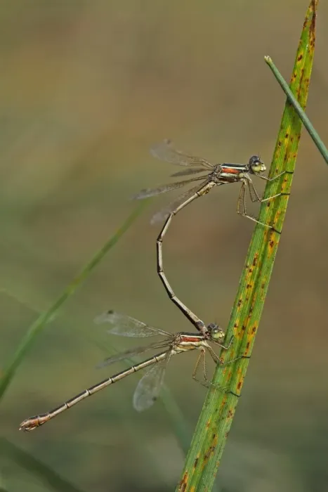 Framed Print : Southern Emerald Damselfly (Lestes barbarus) adult pair, mating, Bulgaria, september Framed Print : Southern Emerald Damselfly (Lestes barbarus) adult pair, mating, Bulgaria, september