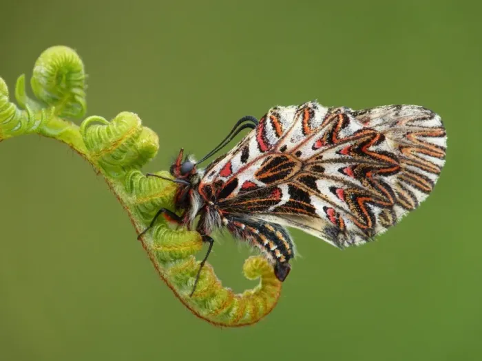 Framed Print : Southern Festoon (Zerynthia polyxena) adult male, roosting on unfurling fern frond, Peloponesos, Southern Greece, april