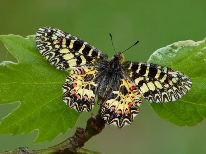Framed Print : Southern Festoon (Zerynthia polyxena) adult male, resting on leaves, Peloponesos, Southern Greece, april Framed Print : Southern Festoon (Zerynthia polyxena) adult male, resting on leaves, Peloponesos, Southern Greece, april