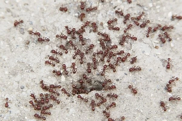 Southern Fire Ant (Solenopsis xyloni) adults, swarm at nesthole entrance, Sabal Palm Sanctuary, Texas, U. S. A. april
