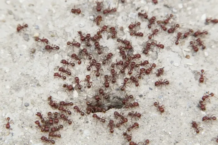 Framed Print : Southern Fire Ant (Solenopsis xyloni) adults, swarm at nesthole entrance, Sabal Palm Sanctuary, Texas, U. S. A. april