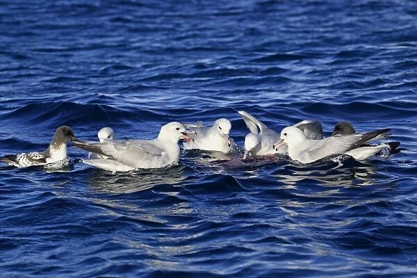 Southern Fulmar (Fulmarus glacialoides) and Cape Petrel (Daption capense) adults, flock feeding at surface of water