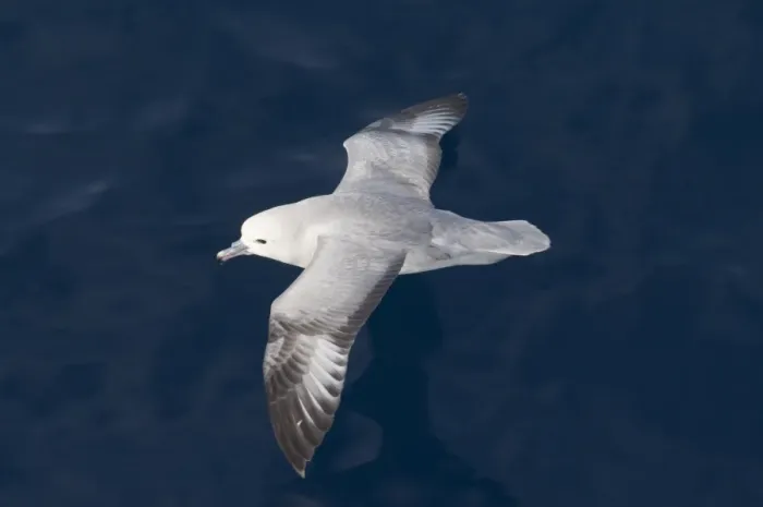 Framed Print : Southern Fulmar (Fulmarus glacialoides) adult, in low flight over sea, Southern Ocean, november Framed Print : Southern Fulmar (Fulmarus glacialoides) adult, in low flight over sea, Southern Ocean, november