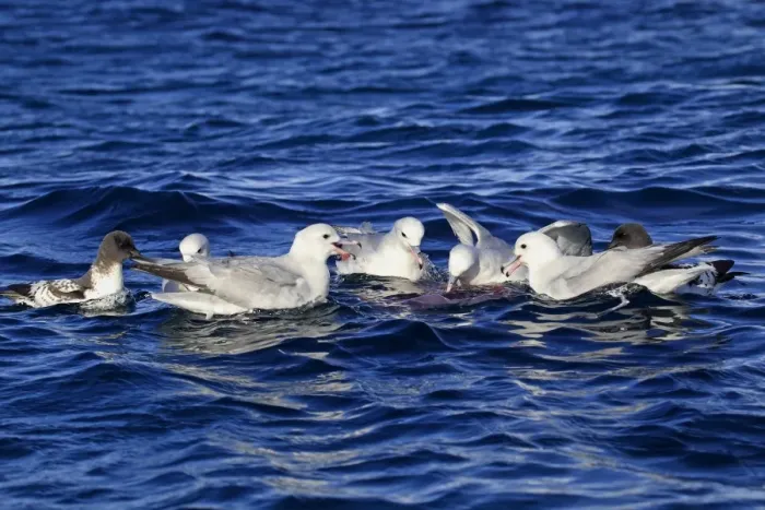 Framed Print : Southern Fulmar (Fulmarus glacialoides) and Cape Petrel (Daption capense) adults, flock feeding at surface of water Framed Print : Southern Fulmar (Fulmarus glacialoides) and Cape Petrel (Daption capense) adults, flock feeding at surface of water