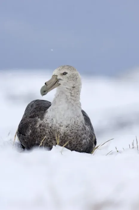 Framed Print : Southern Giant-petrel (Macronectes giganteus) adult, sitting on snow, Half Moon Island, South Shetland Islands, Antarctica, november Framed Print : Southern Giant-petrel (Macronectes giganteus) adult, sitting on snow, Half Moon Island, South Shetland Islands, Antarctica, november