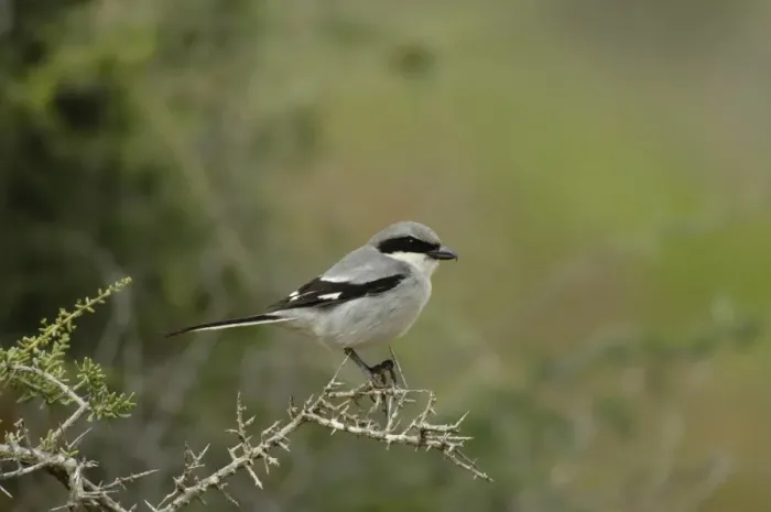 Framed Print : Southern Grey Shrike (Lanius meridionalis koenigi) adult, perched on twig, Fuerteventura, Canary Islands, march Framed Print : Southern Grey Shrike (Lanius meridionalis koenigi) adult, perched on twig, Fuerteventura, Canary Islands, march