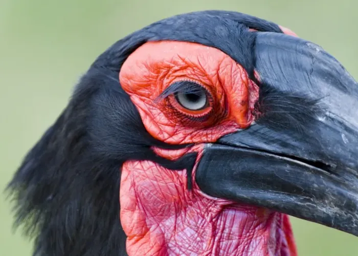 Framed Print : Southern Ground Hornbill (Bucorvus leadbeateri) adult, close-up of head, Masai Mara, Kenya Framed Print : Southern Ground Hornbill (Bucorvus leadbeateri) adult, close-up of head, Masai Mara, Kenya