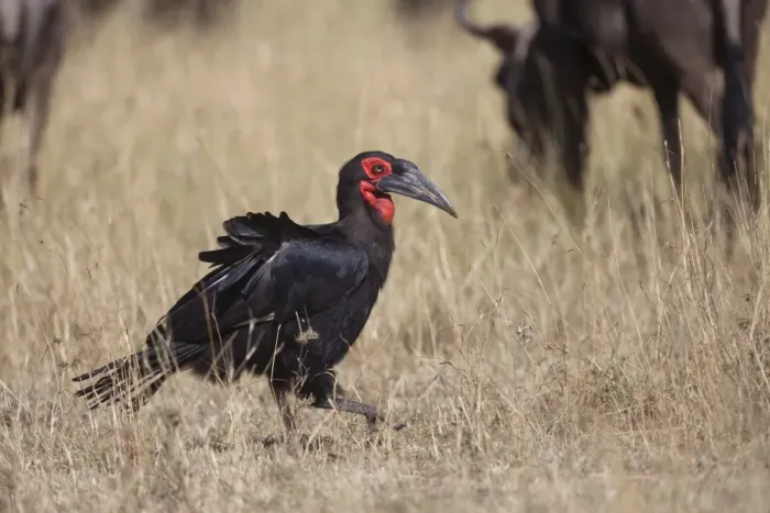 Framed Print : Southern Ground Hornbill (Bucorvus leadbeateri) adult, foraging amongst Blue Wildebeest (Connochaetus taurinus) Framed Print : Southern Ground Hornbill (Bucorvus leadbeateri) adult, foraging amongst Blue Wildebeest (Connochaetus taurinus)
