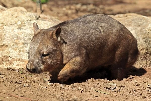 Southern Hairy-nosed Wombat (Lasiorhinus latifrons) adult, walking, South Australia, Australia
