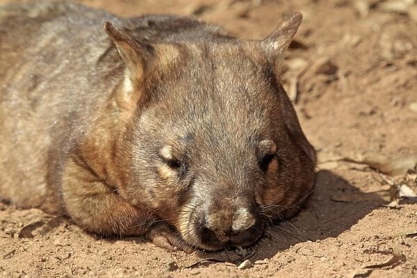 Southern Hairy-nosed Wombat (Lasiorhinus latifrons) adult, close-up of head, resting, South Australia, Australia