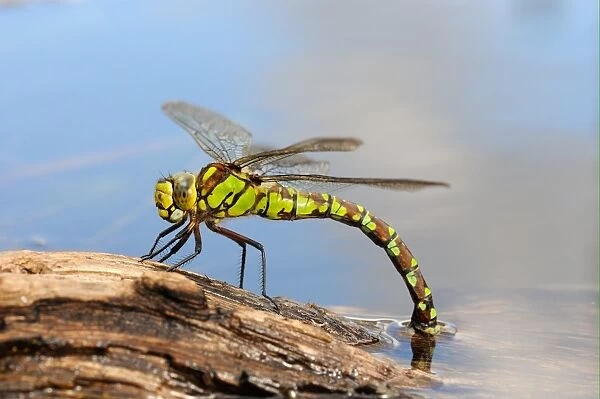 Southern Hawker (Aeshna cyanea) adult female, laying eggs in partially submerged rotting wood, Oxfordshire, England
