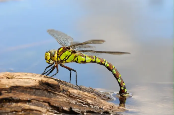 Framed Print : Southern Hawker (Aeshna cyanea) adult female, laying eggs in partially submerged rotting wood, Oxfordshire, England Framed Print : Southern Hawker (Aeshna cyanea) adult female, laying eggs in partially submerged rotting wood, Oxfordshire, England