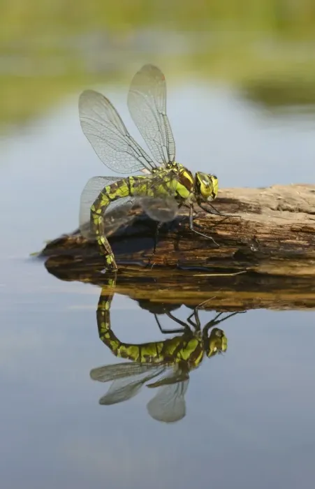 Framed Print : Southern Hawker (Aeshna cyanea) adult female, laying eggs in partially submerged rotting wood, Oxfordshire, England Framed Print : Southern Hawker (Aeshna cyanea) adult female, laying eggs in partially submerged rotting wood, Oxfordshire, England