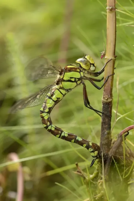 Framed Print : Southern Hawker (Aeshna cyanea) adult female, laying eggs in Water Mint (Mentha aquatica) stem, Oxfordshire, England Framed Print : Southern Hawker (Aeshna cyanea) adult female, laying eggs in Water Mint (Mentha aquatica) stem, Oxfordshire, England