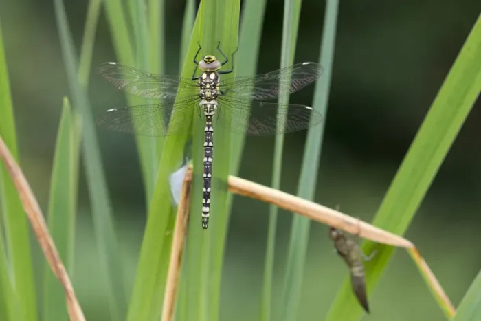 Framed Print : Southern Hawker (Aeshna cyanea) teneral adult, emerged five hours ago, near exuvia on leaf, Sheffield, South Yorkshire, England, september