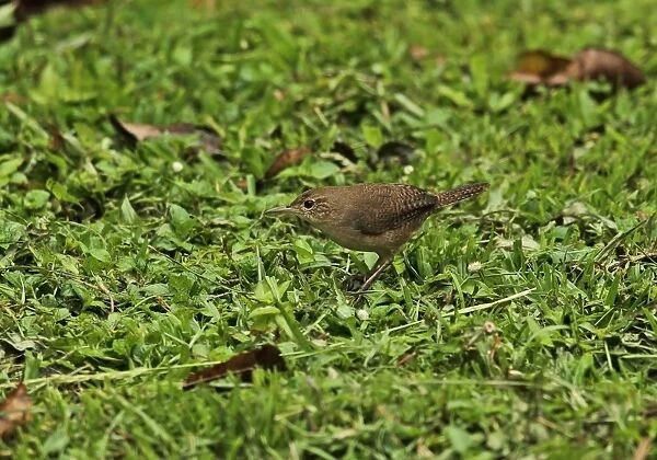 Southern House Wren (Troglodytes musculus inquietus) adult, foraging on ground during rainfall, Chagres River, Panama