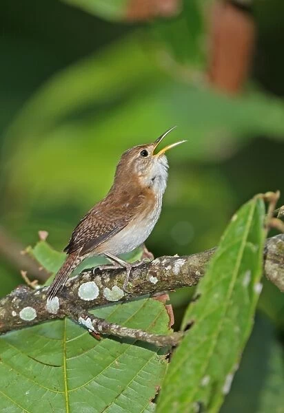 Southern House Wren (Troglodytes musculus mesoleucus) adult, singing, perched on branch, Fond Doux Plantation, St