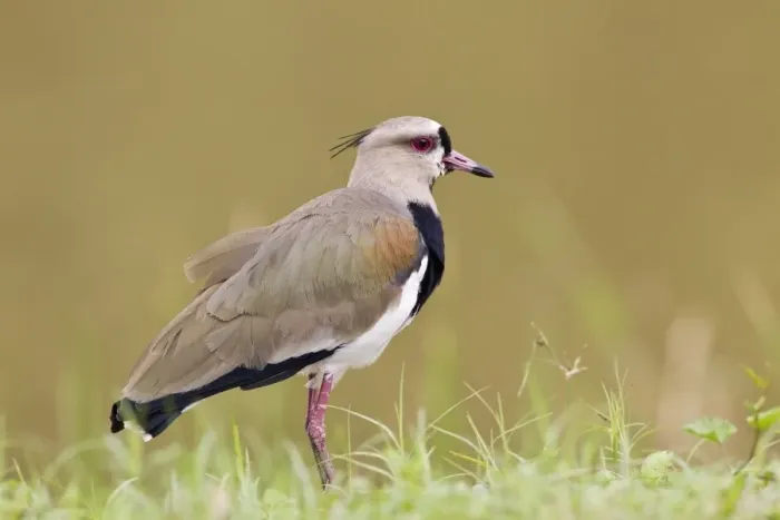 Framed Print : Southern Lapwing (Vanellus chilensis) adult, standing on grass, Trinidad, Trinidad and Tobago, November Framed Print : Southern Lapwing (Vanellus chilensis) adult, standing on grass, Trinidad, Trinidad and Tobago, November