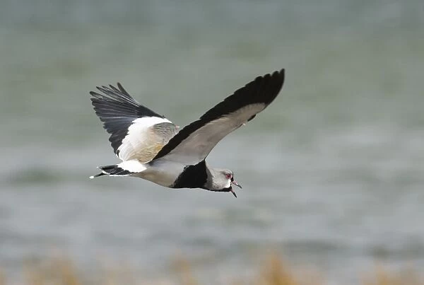 Southern Lapwing (Vanellus chilensis) adult male, calling in flight, Tierra del Fuego, Argentina, november