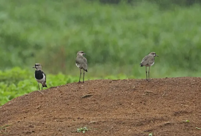 Framed Print : Southern Lapwing (Vanellus chilensis cayennensis) three adults, standing on mound during heavy rainfall, El Valle Framed Print : Southern Lapwing (Vanellus chilensis cayennensis) three adults, standing on mound during heavy rainfall, El Valle