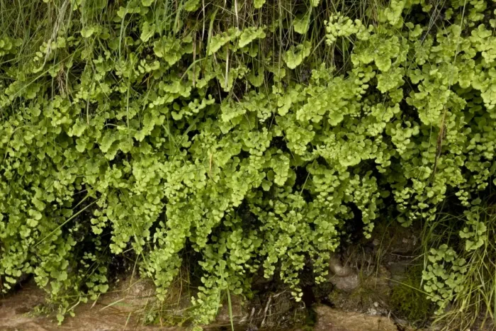 Framed Print : Southern Maidenhair Fern (Adiantum capillus-veneris) growing at native site on wet tufa, Anstey Cove, Torbay, Devon Framed Print : Southern Maidenhair Fern (Adiantum capillus-veneris) growing at native site on wet tufa, Anstey Cove, Torbay, Devon