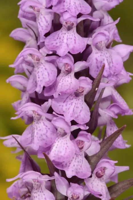 Framed Print : Southern Marsh Orchid (Dactylorhiza praetermissa) close-up of flowerspike, Sandwich Bay, Kent, England, June Framed Print : Southern Marsh Orchid (Dactylorhiza praetermissa) close-up of flowerspike, Sandwich Bay, Kent, England, June