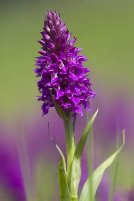 Framed Print : Southern Marsh Orchid (Dactylorhiza praetermissa) flowering, Gibraltar Point N. N. R. Lincolnshire, England, june Framed Print : Southern Marsh Orchid (Dactylorhiza praetermissa) flowering, Gibraltar Point N. N. R. Lincolnshire, England, june