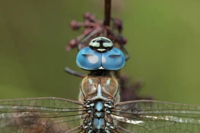 Framed Print : Southern Migrant Hawker (Aeshna affinis) adult male, close-up of head, formerly an extreme vagrant to Britain Framed Print : Southern Migrant Hawker (Aeshna affinis) adult male, close-up of head, formerly an extreme vagrant to Britain
