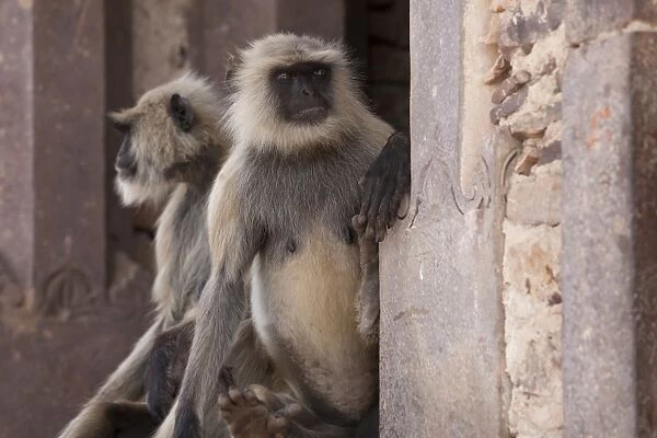 Southern Plains Grey Langur (Semnopithecus dussumieri) two adults, sitting on wall of historic fortress, Ranthambore N. P. Rajasthan, India